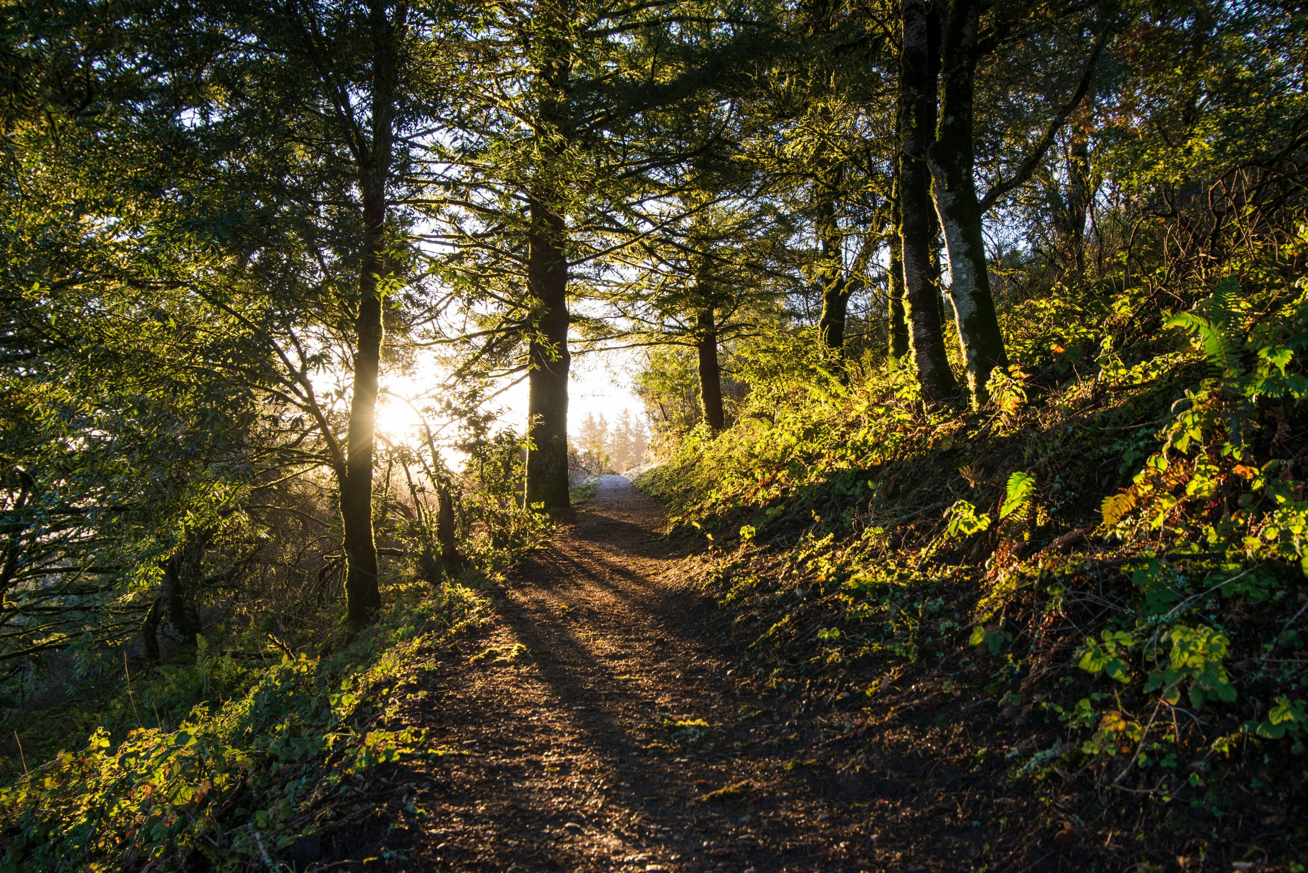 Commercial Tree Care - Kingley Vale Tree Care